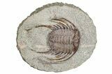Spiny Selenopeltis Trilobite - Erfoud, Morocco #271346-1